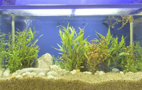 fish gravel|5 Best Aquarium Gravel Options [Review & Buyer’s Guide] .